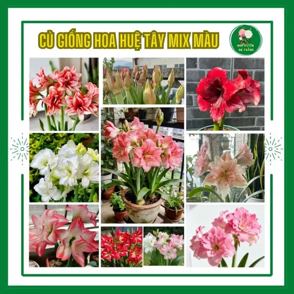 Củ giống hoa huệ tây cánh đơn