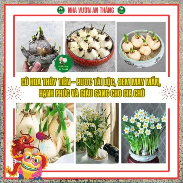 Củ giống hoa thủy tiên size to đẹp