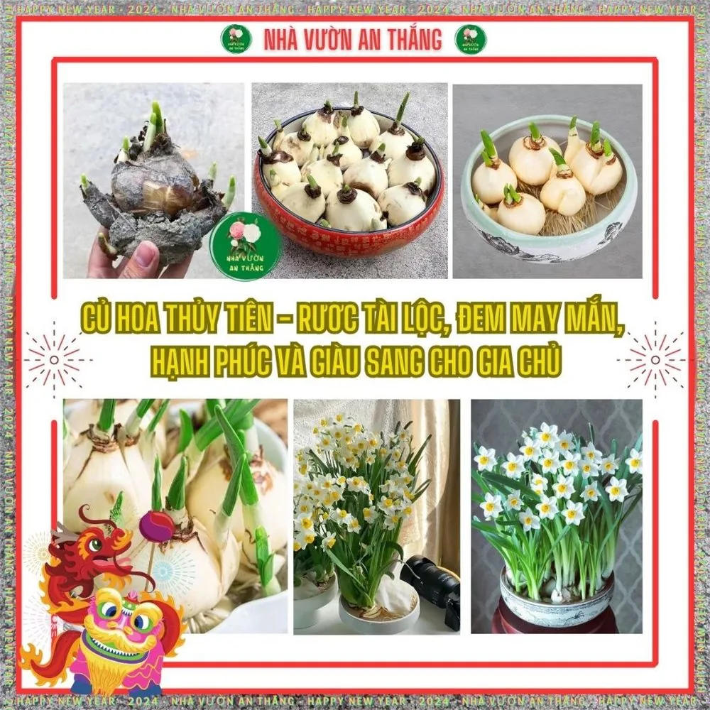 Củ giống hoa thủy tiên size to đẹp