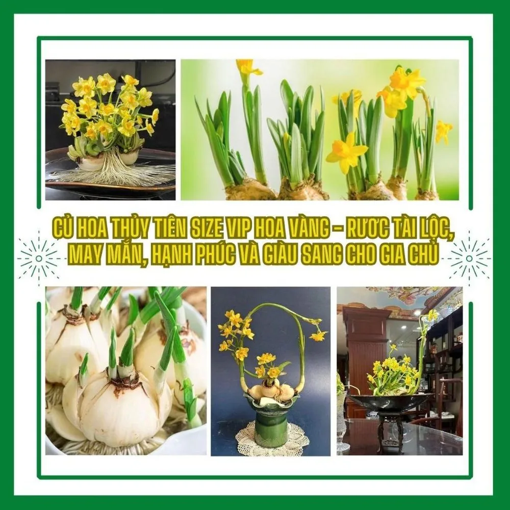 Củ hoa thủy tiên hoa vàng Chương Châu
