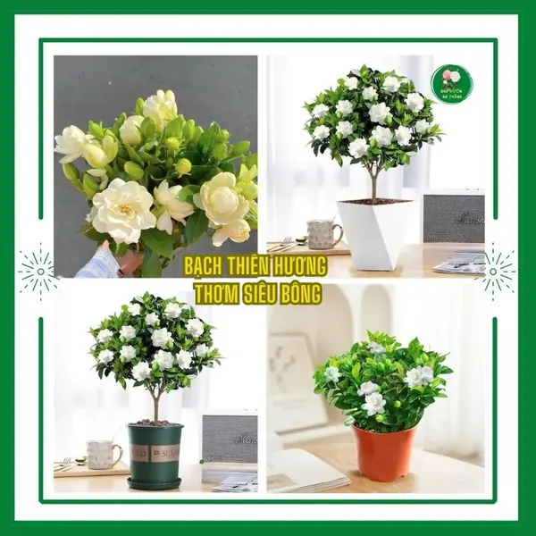 Giống hoa bạch thiên hương thơm