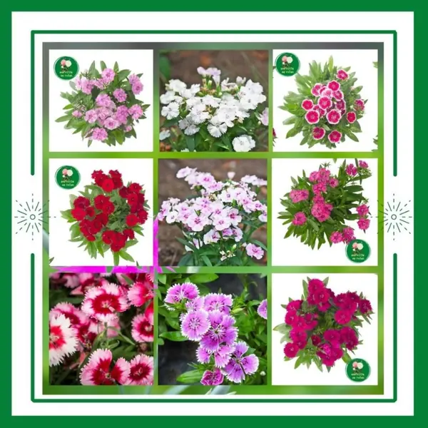 Hạt giống hoa cẩm chướng cánh đơn mix nhiều màu sắc trồng qu