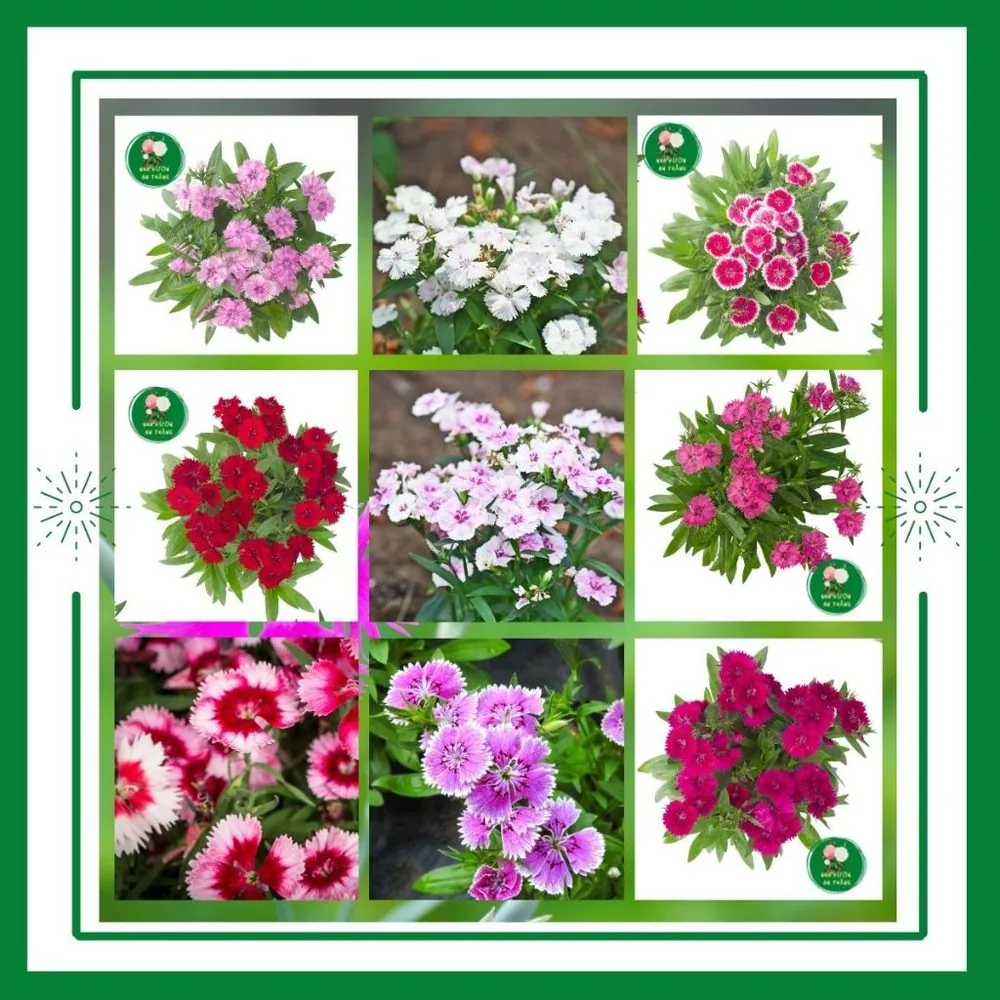Hạt giống hoa cẩm chướng cánh đơn mix nhiều màu sắc trồng qu