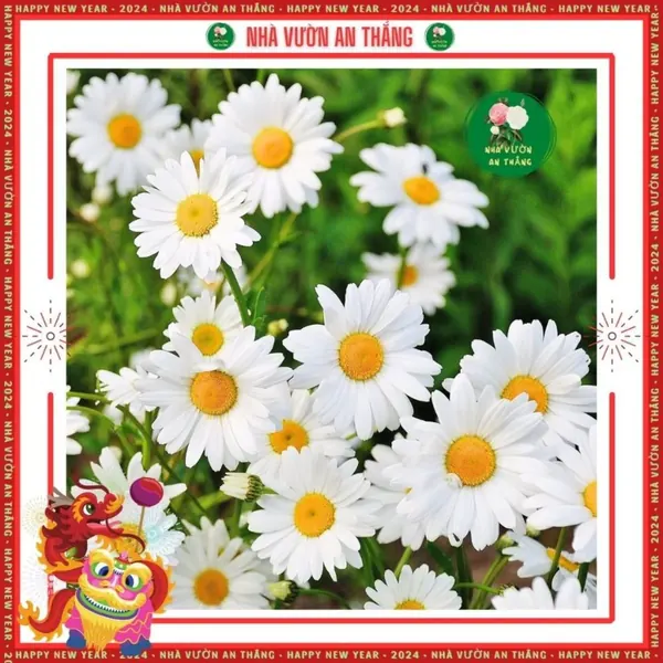 Hạt giống Hoa Cúc Họa Mi Trắng