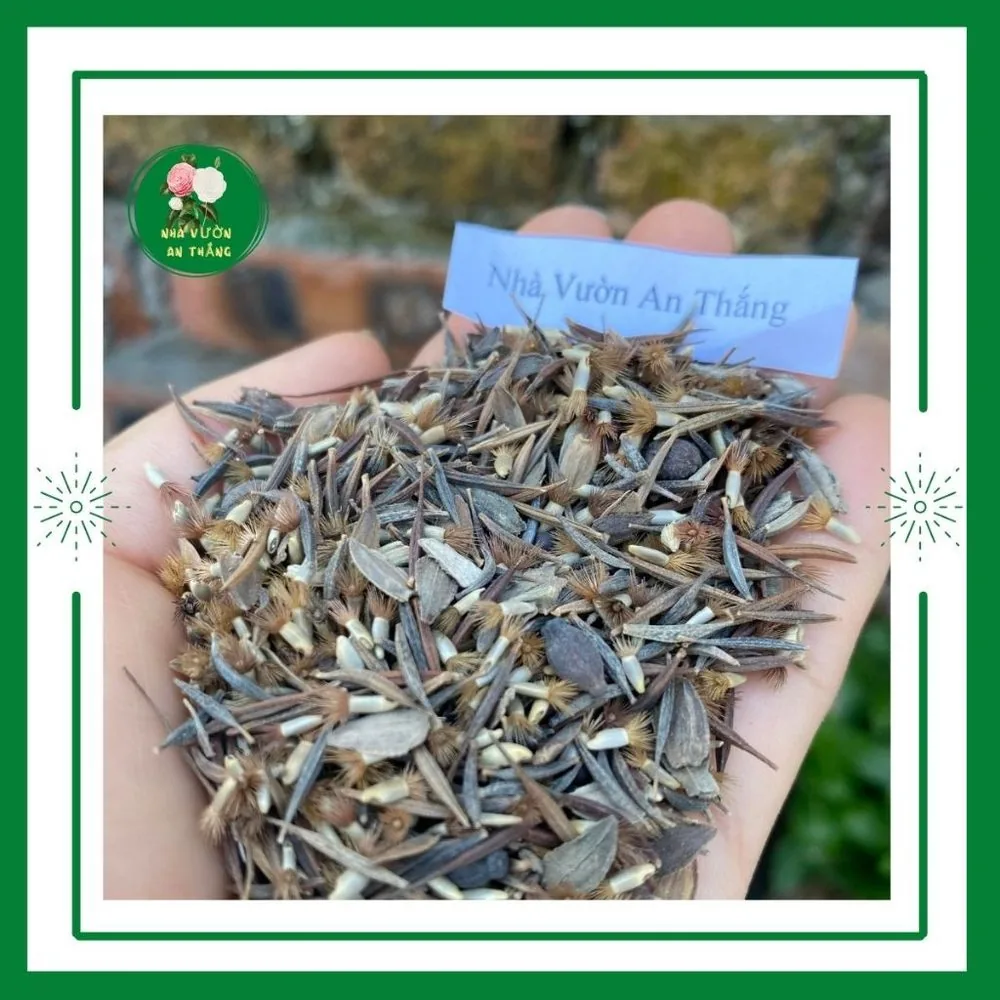 Hạt giống hoa dại hỗn hợp mix nhiều loại trồng trang trí sân
