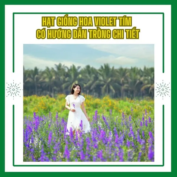 Hạt giống Violet tím đẹp trồng Tết 2025