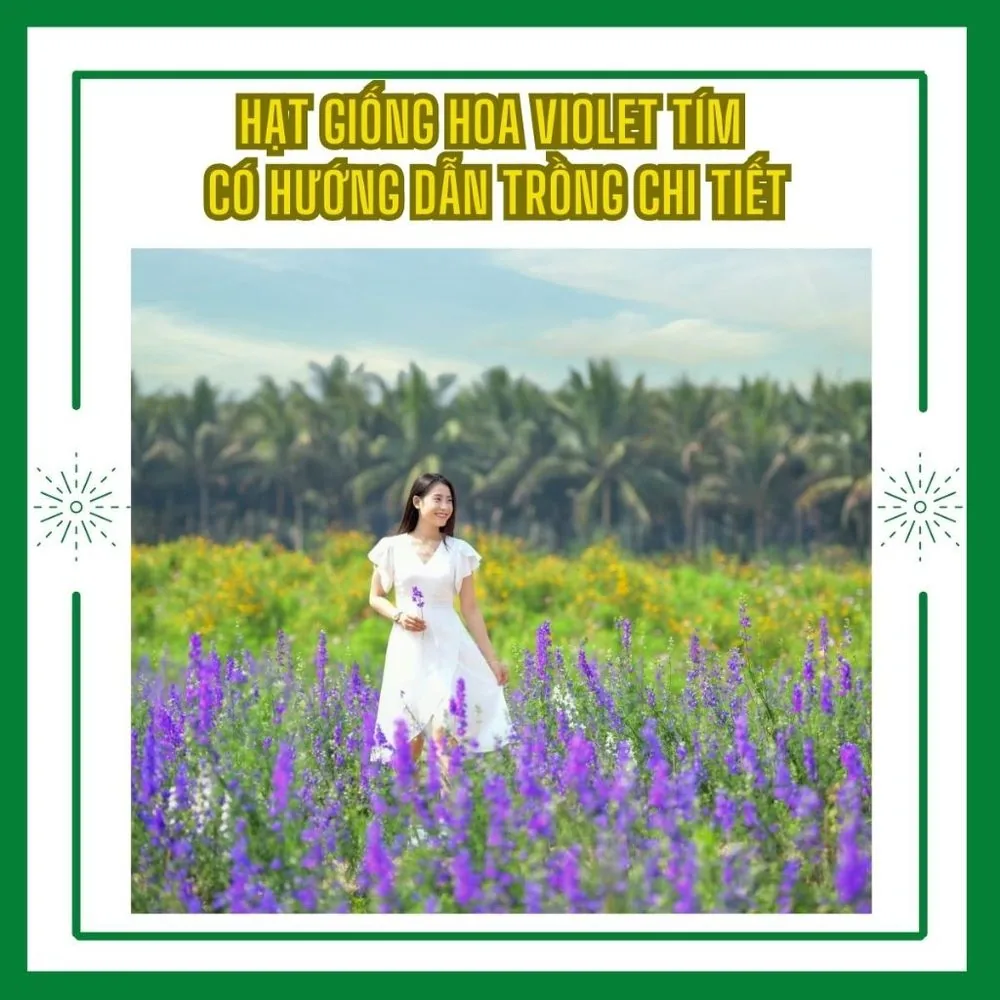 Hạt giống Violet tím đẹp trồng Tết 2025