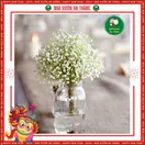 Hoa Baby - ảnh 2