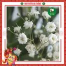 Hoa Baby - ảnh 5