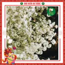Hoa Baby - ảnh 6