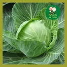 Rau Bắp Cải Xanh - ảnh 2