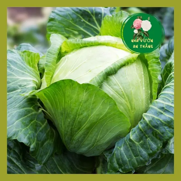 Rau Bắp Cải Xanh