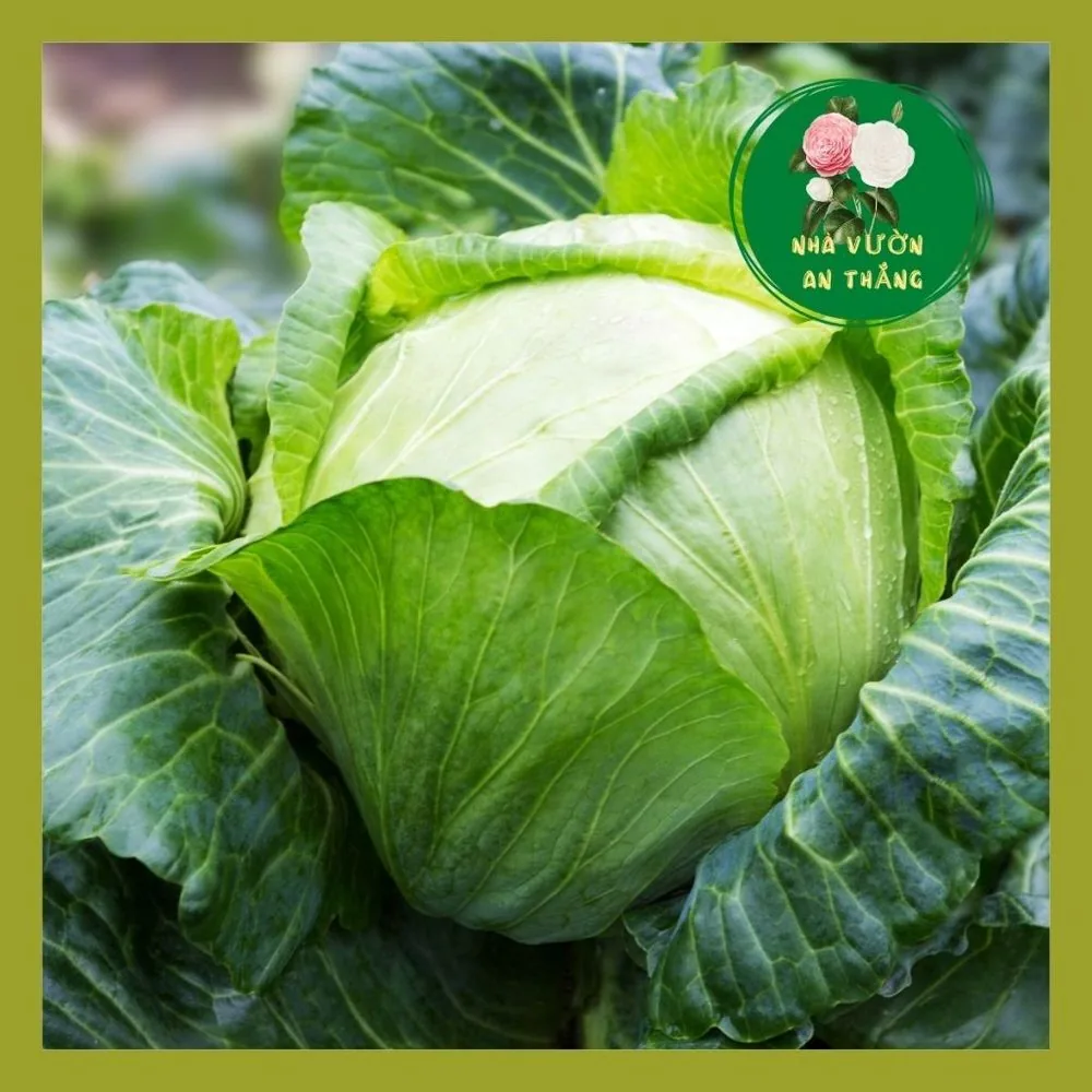 Rau Bắp Cải Xanh
