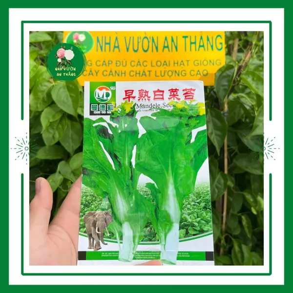 Cải Ngồng