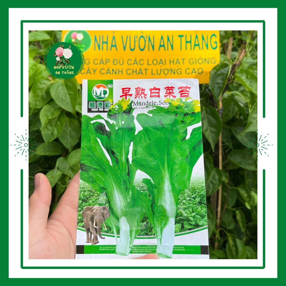 Cải Ngồng