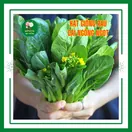 Cải Ngồng - ảnh 2