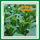 Cải Ngồng - ảnh 3