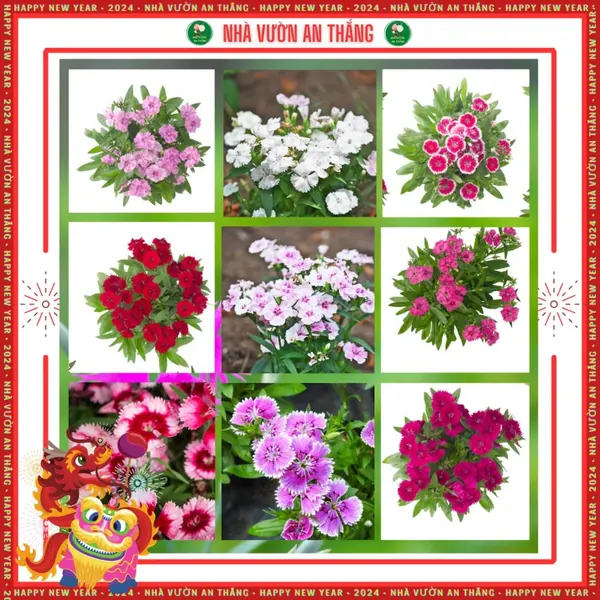 Hoa Cẩm Chướng Đơn