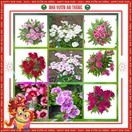 Hoa Cẩm Chướng Đơn
