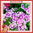 Hoa Cẩm Chướng Đơn - ảnh 2