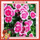 Hoa Cẩm Chướng Đơn - ảnh 3
