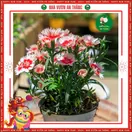Hoa Cẩm Chướng Đơn - ảnh 4