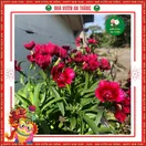 Hoa Cẩm Chướng Đơn - ảnh 5
