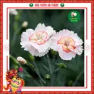 Hoa Cẩm Chướng Đơn - ảnh 6