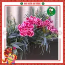 Hoa Cẩm Chướng Kép - ảnh 2