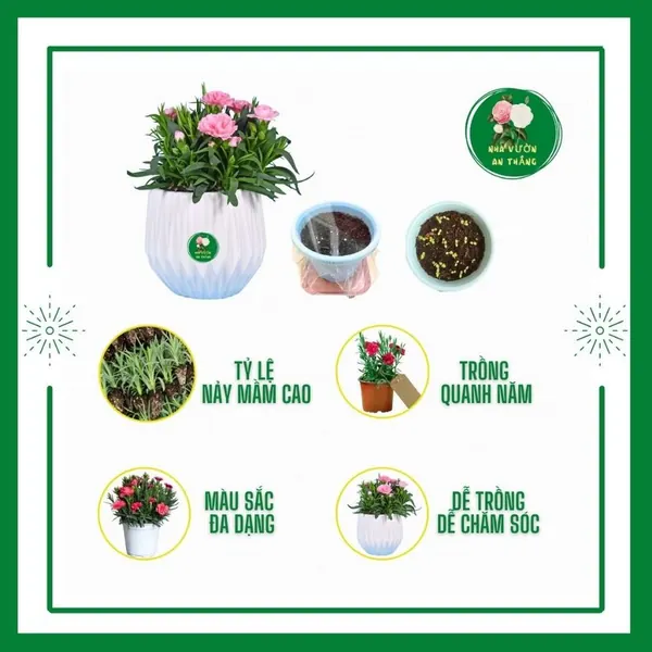 Hoa Cẩm Chướng Kép