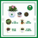 Hoa Cẩm Chướng Kép