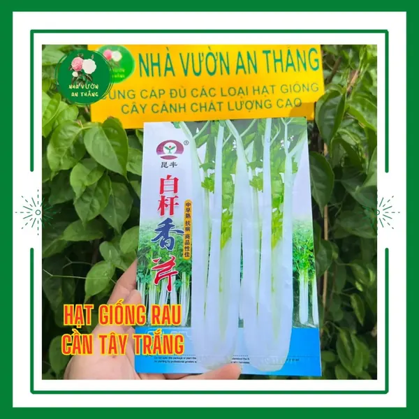 Rau Cần Tây
