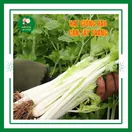 Rau Cần Tây - ảnh 3
