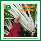 Rau Cần Tây - ảnh 4