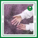 Cỏ Hồng - ảnh 7