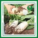 Củ Cải Ruột Đỏ - ảnh 4