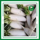 Củ Cải Ruột Đỏ - ảnh 5