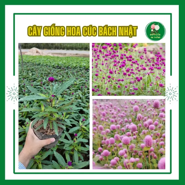 Hoa Cúc Bách Nhật