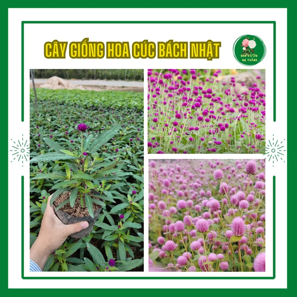 Hoa Cúc Bách Nhật