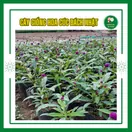 Hoa Cúc Bách Nhật - ảnh 2