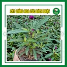 Hoa Cúc Bách Nhật - ảnh 3