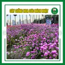 Hoa Cúc Bách Nhật - ảnh 4