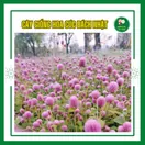 Hoa Cúc Bách Nhật - ảnh 5