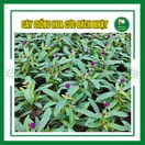 Hoa Cúc Bách Nhật - ảnh 6