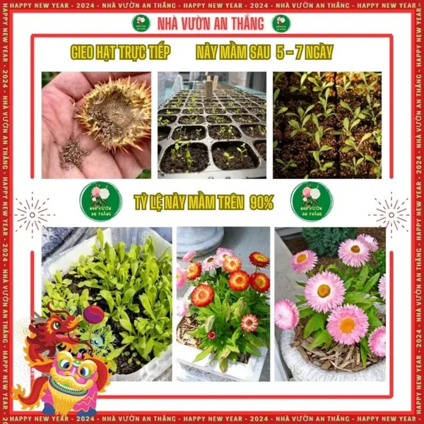 Hoa Cúc Bất Tử