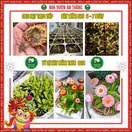 Hoa Cúc Bất Tử