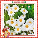 Hoa Cúc Họa My