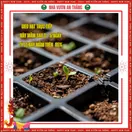 Hoa Cúc Họa My - ảnh 3