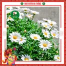 Hoa Cúc Họa My - ảnh 4