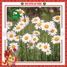 Hoa Cúc Họa My - ảnh 5